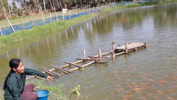 femme, poissons, élevage, aquaculture, Cambodge