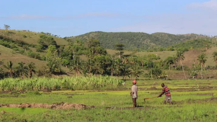 agriculture, Haïti, champs