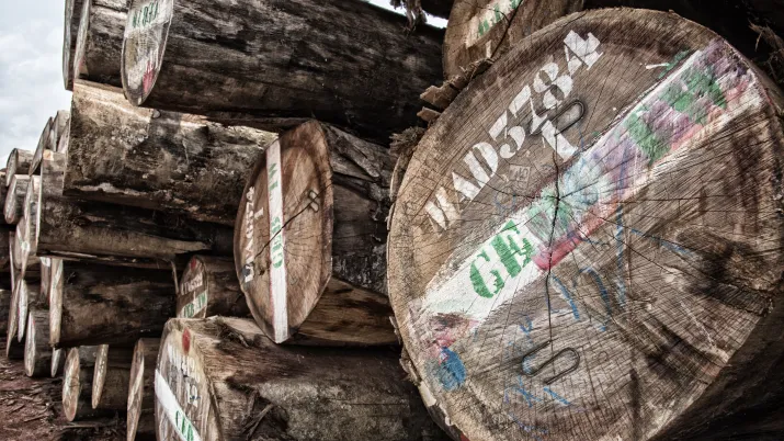 Soutenir la filière forêt-bois gabonaise