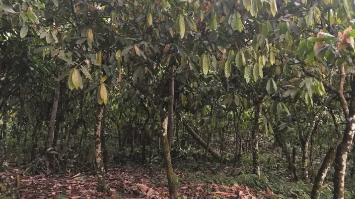 Appuyer la filière maraîchère en milieu périurbain et la production durable de cacao dans le Nord, Congo, AFD
