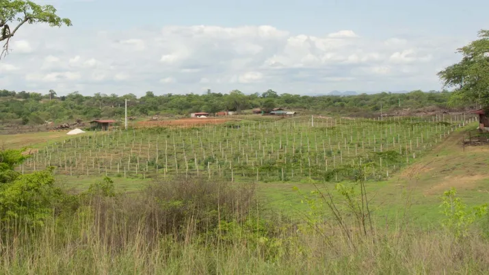Renforcer la résilience de l’agriculture familiale en Angola 