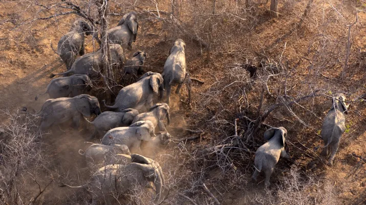 elephants Afrique biodiversité