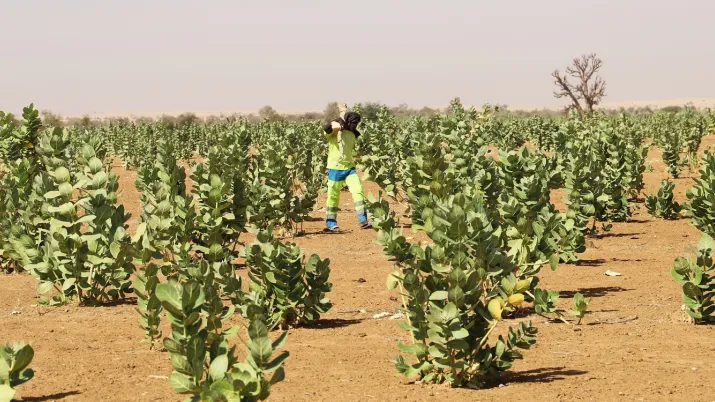 Mauritanie agriculture arachidiers prévisions informations agricoles Afrique