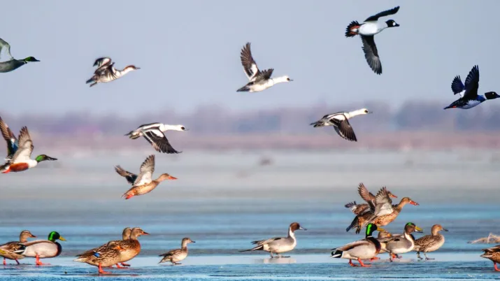 The ecological restoration of Wolong Lake