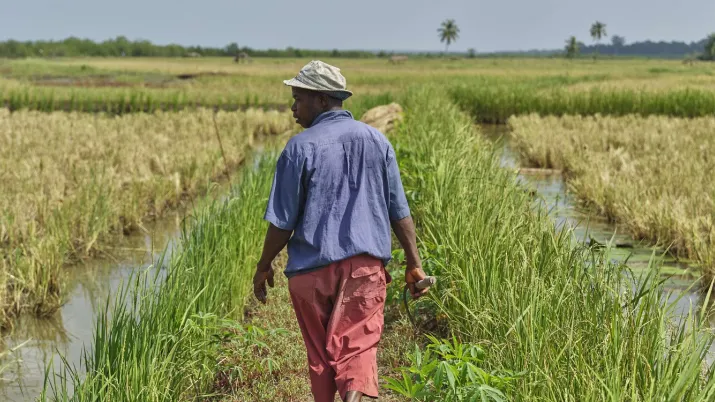Afrique Guinée agriculture