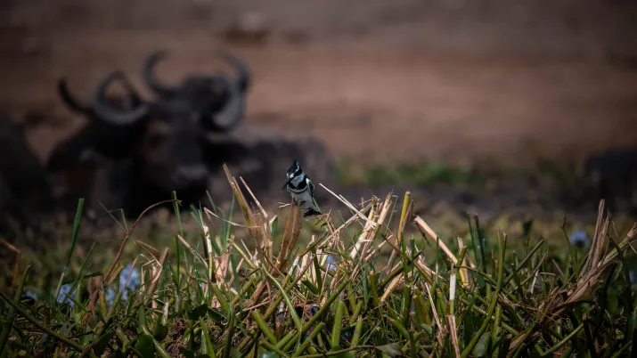 Oiseau en Ouganda
