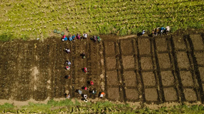 fields agriculture tanzania