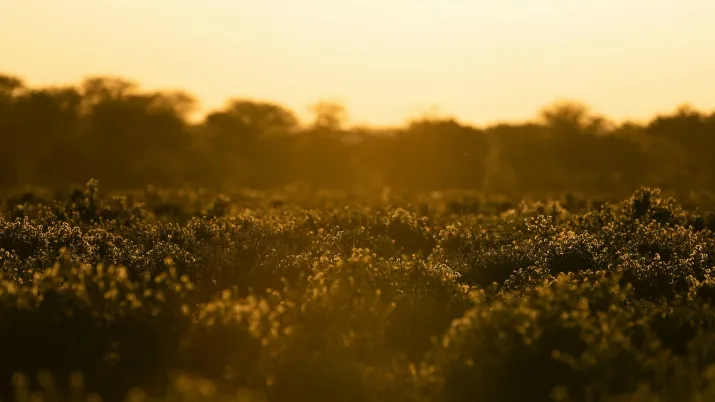 Namibie prairie champ climat biodiversité