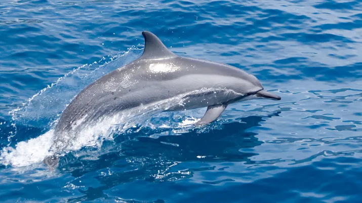 Dauphin dans l'océan