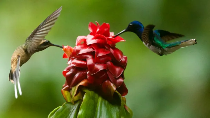 Colibris sur une fleur.