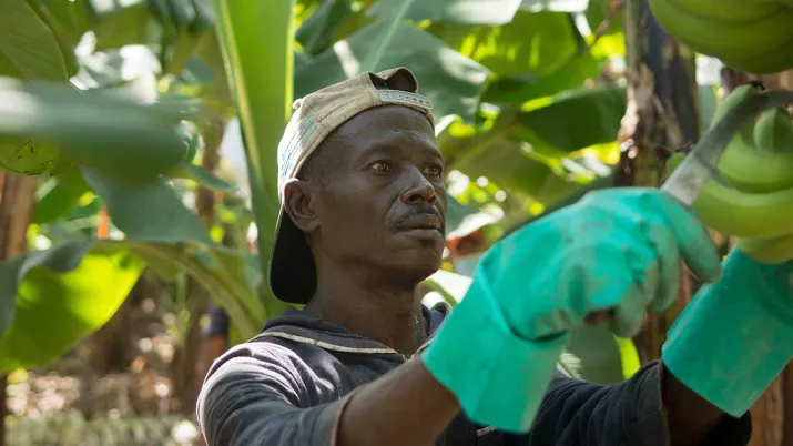 Le projet renforce les moyens d’agir des producteurs de bananes dans un contexte économique et climatique difficile au Pérou et en République dominicaine.