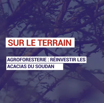 Agroforesterie : réinvestir les acacias du Soudan