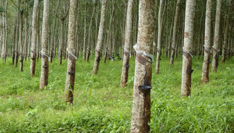 Soutenir la filière du bois d’hévéa au Cambodge - Image -