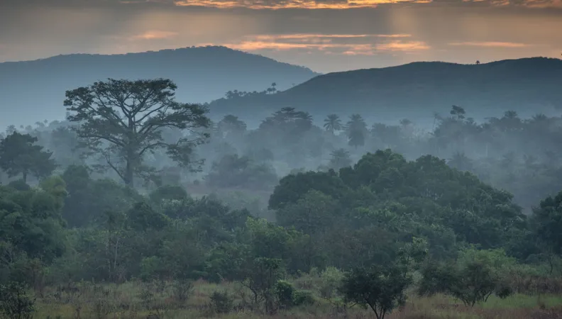 Guinée forestière, forêt