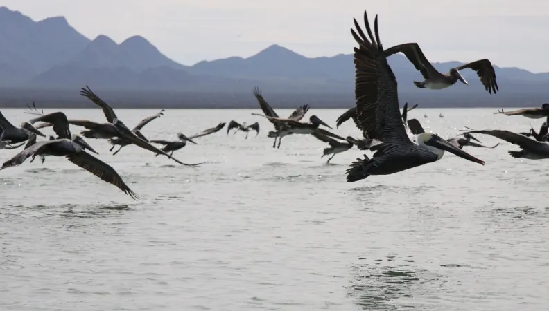 pelicans mer océan biodiversité AFD