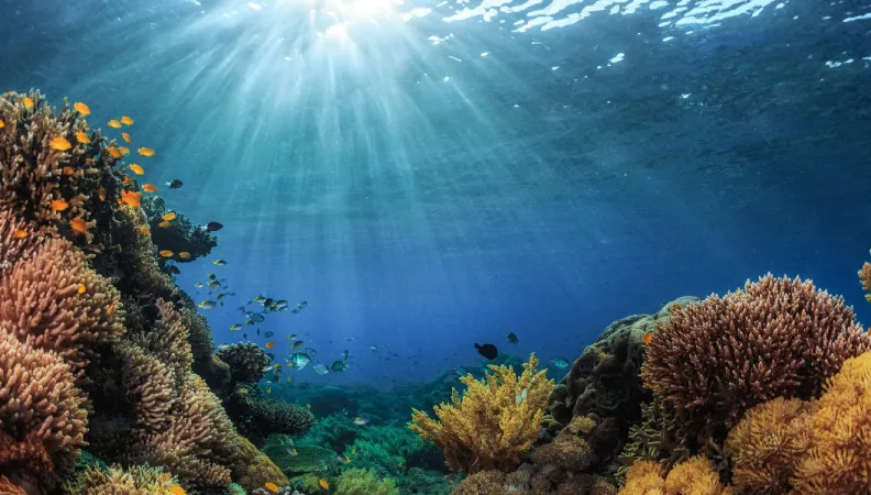 Initiative Kiwa, AFD, biodiversité et adaptation au changement climatique dans le Pacifique