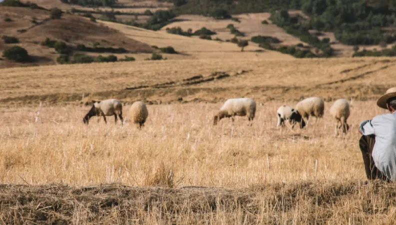 Programme d’adaptation au changement climatique des territoires ruraux, Tunisie
