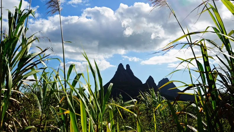 ile Maurice AFD climat biodiversité écosystèmes restauration prairie montagne 