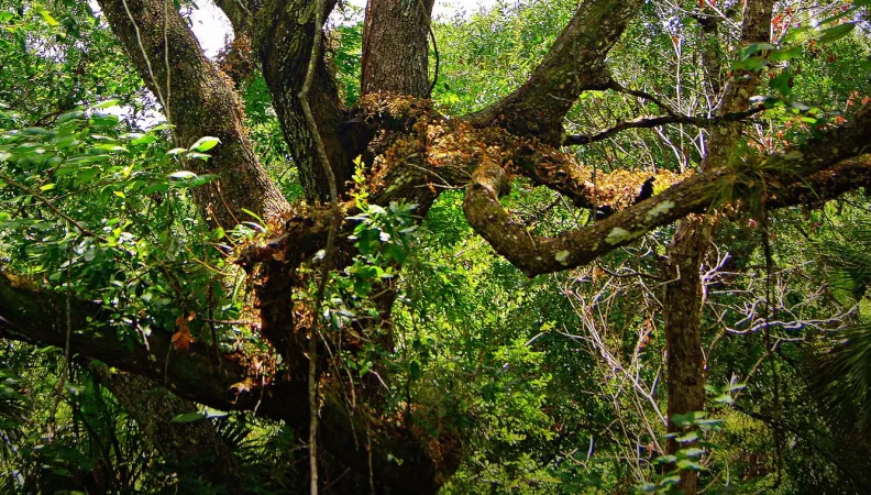 Forêt en Turquie