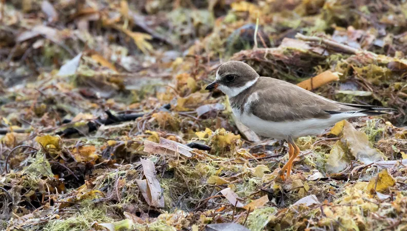un oiseau dans les sargasses