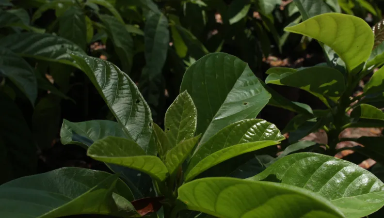 L'AFD, le FFEM et le CBF franchissent une étape importante pour soutenir la biodiversité dans les Caraïbes