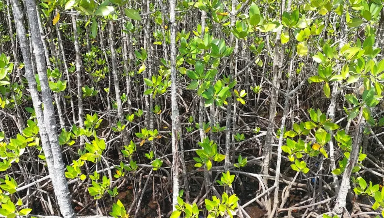 Résilience des zones côtières dans l’Océan Indien 