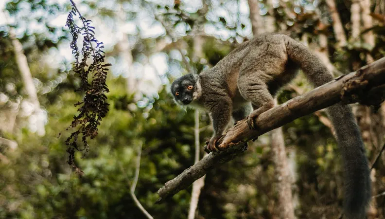 Lémurien Madagascar