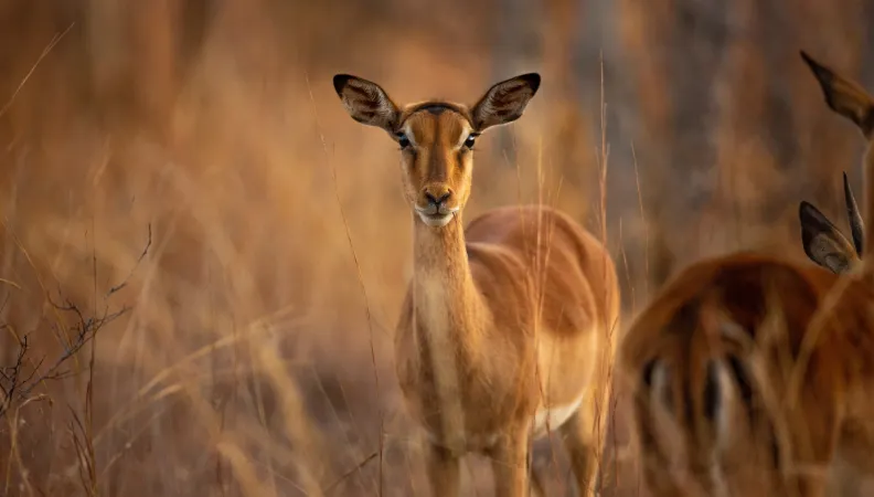 Antilope en Afrique du Sud.