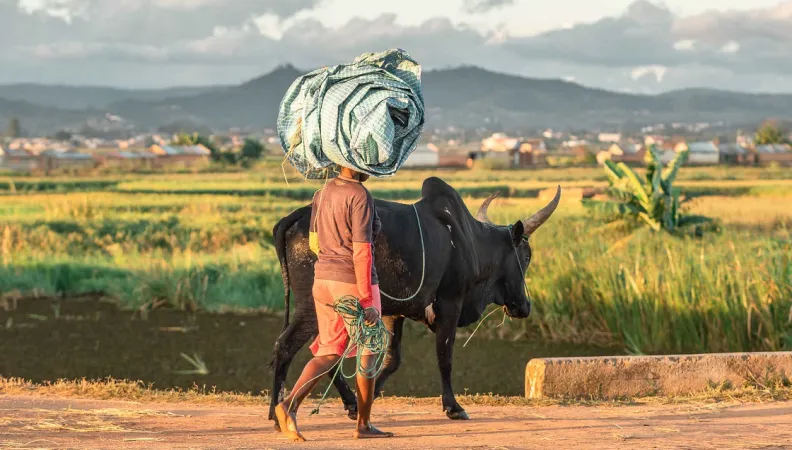Agriculture - Analamanga - rizieres