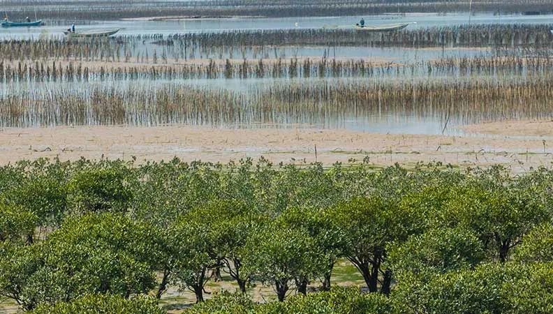 Le projet vise à soutenir la  mise en place d’une gestion intégrée de la zone côtière de Fuding en Chine, conforme aux meilleures pratiques internationales, des hauts bassins versant aux écosystèmes côtiers de mangroves et jusqu’à la mer.