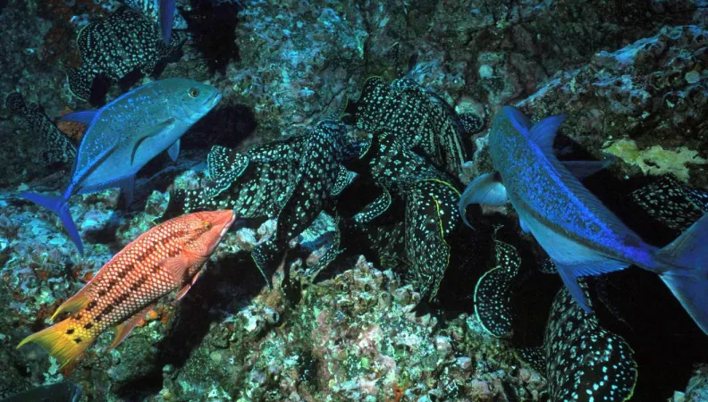 ocean peche proteger mer