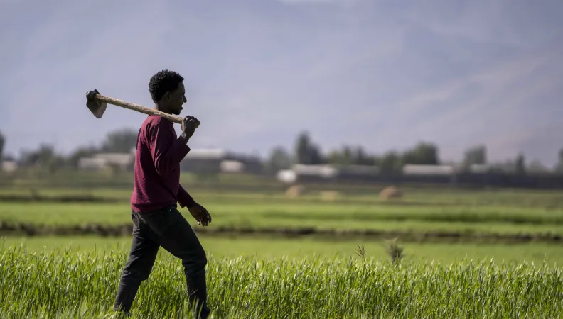 Homme dans un champ de blé