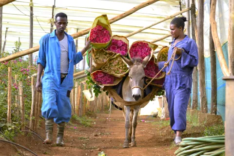 Retour de la cueillette des roses, Éthiopie, agriculture