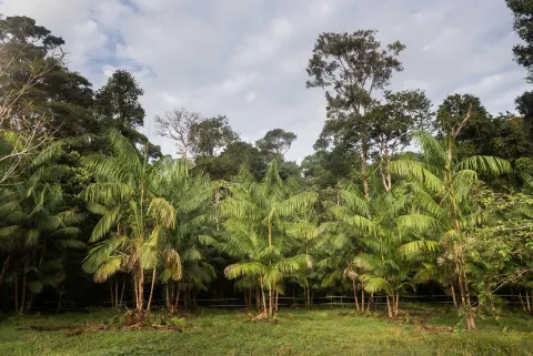 Agro-industrie, Guyane, Amazonie