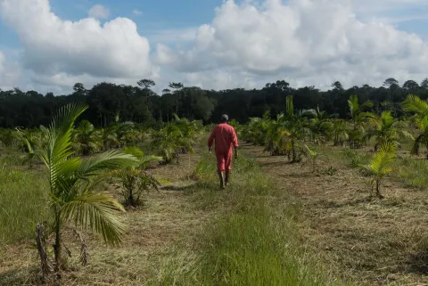 Agro-industrie, Guyane, Amazonie