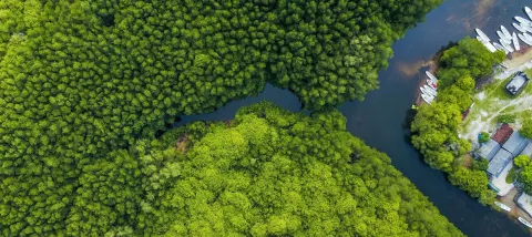 Mangroves Indonésie